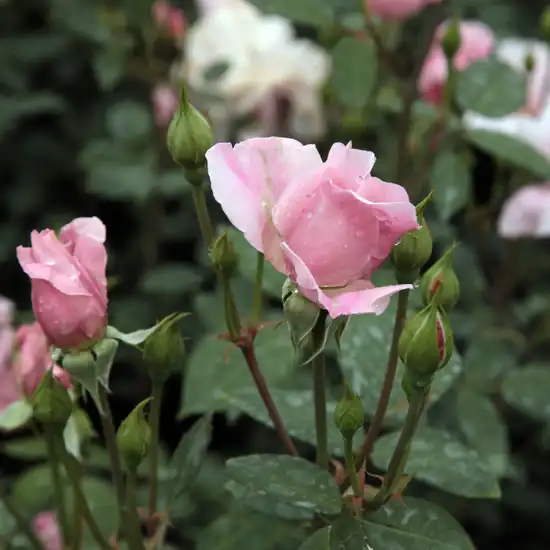 Rosa Ausorts - roz - trandafir englezesti